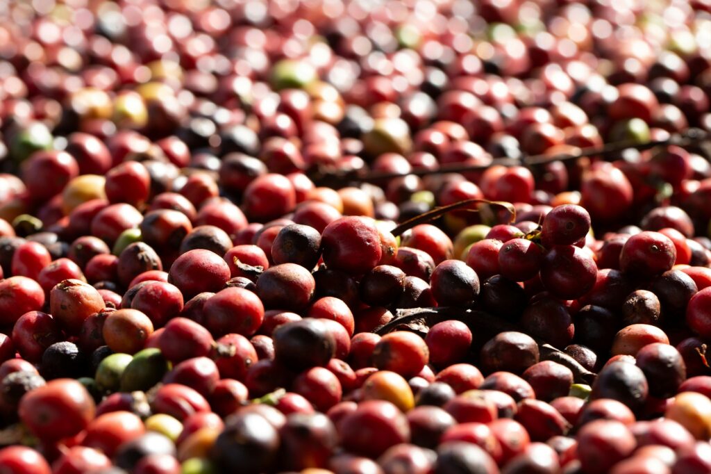 Fresh Arabica coffee berries . Organic coffee farm